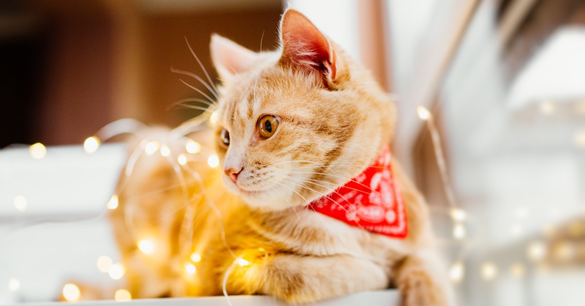 Holiday Decorations – 5 Reasons They’re Dangerous for Your Pets